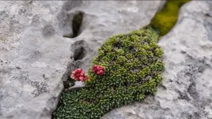 photo of local flora