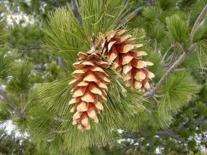 photo of Pelister's flora