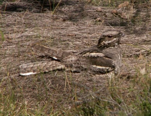 Photo of a bird in Galicica