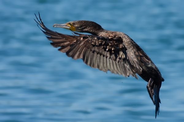 Photo of a bird in Galicica