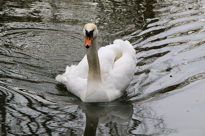 Photo of a bird in Galicica