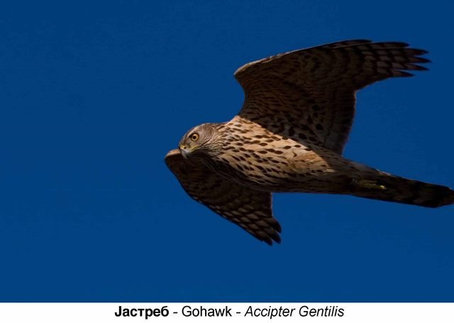 Photo of a bird in Pelister