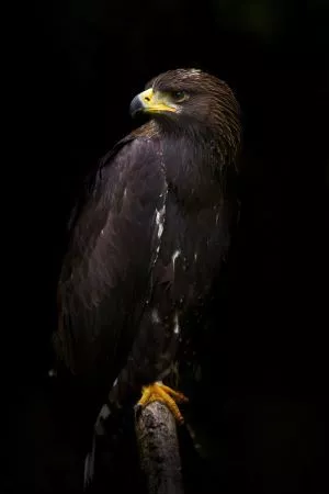 eagle